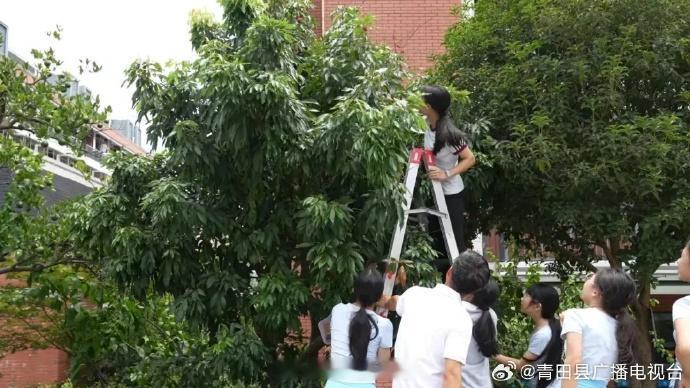 丽水青田这所学校把热带果园搬进校园在学校里就有热带果园！近日，青田县伯温中学的一