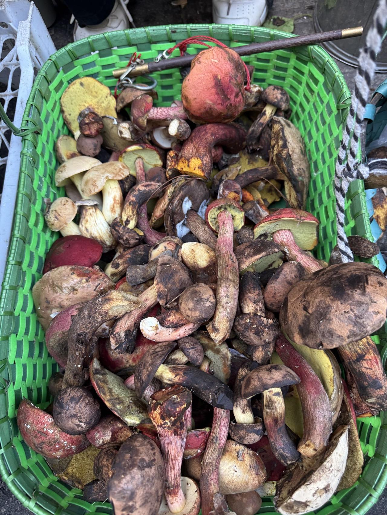 泰顺菜场，撞见一筐野菌子，莫乱摘
朋友发来照片，竹筐里挤满菌子，褐的红的黄的，肥