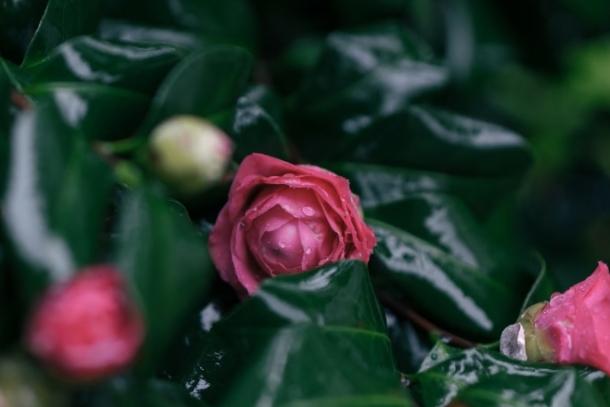 雨横风狂三月暮
门掩黄昏   无计留春住
泪眼问花花不语
乱红飞过秋千去

——