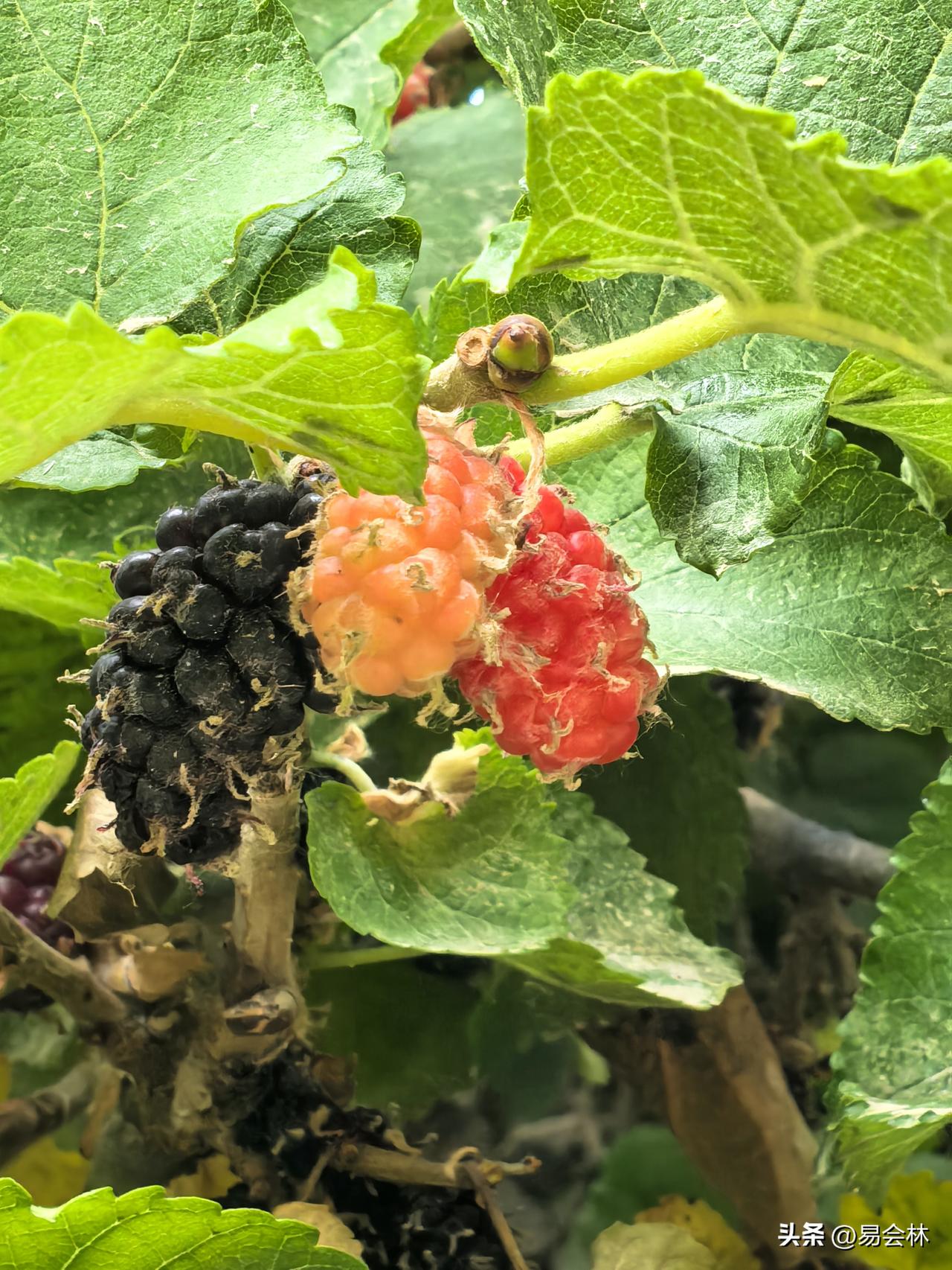 新疆库车的黑桑椹，清甜多汁，现摘现吃太美味了。
夏日的库车，一树黑桑椹，一城清甜