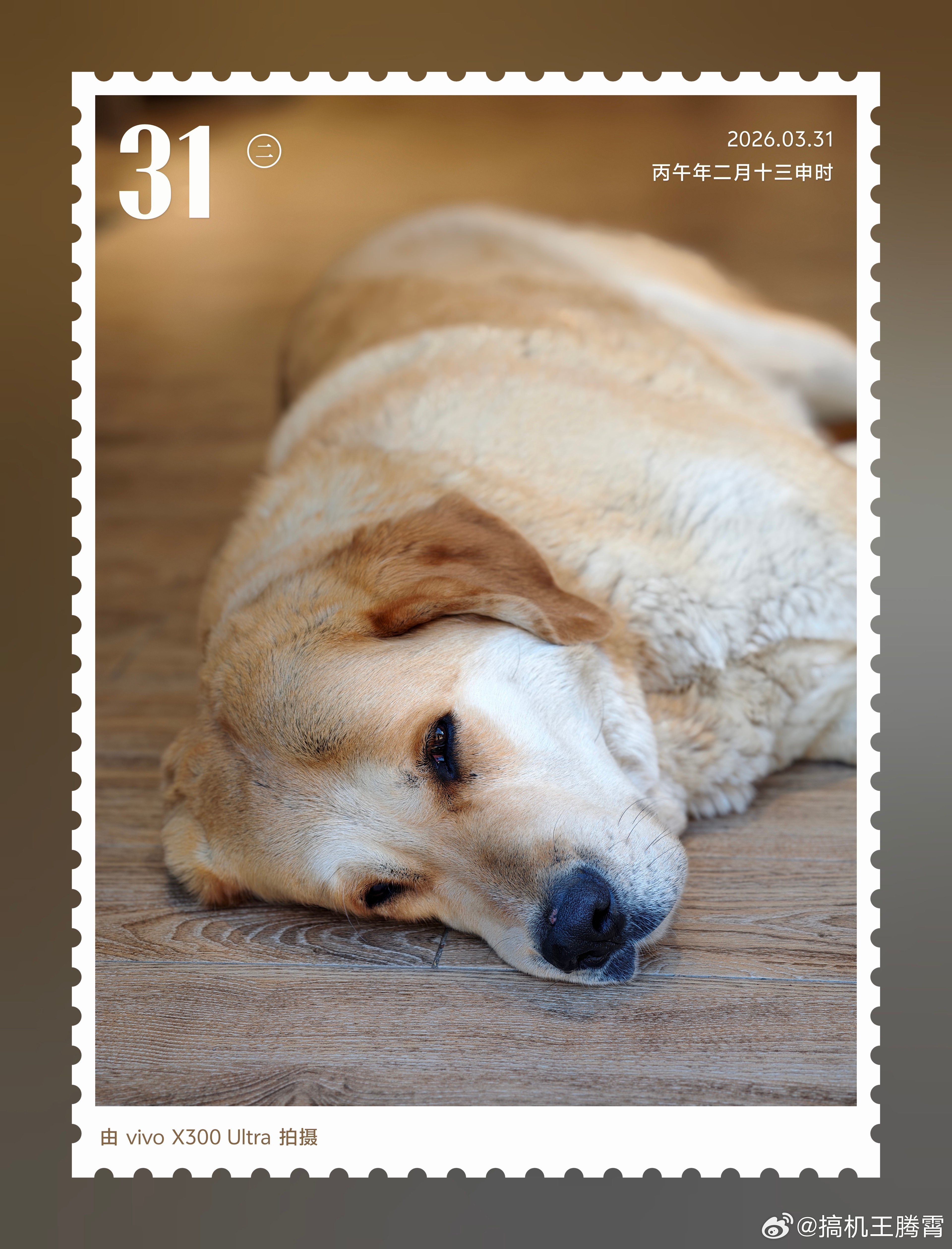 带着X300U在丽江可太好拍了，这边动物超慵懒，都是见过大世面不带怕人的，特别C