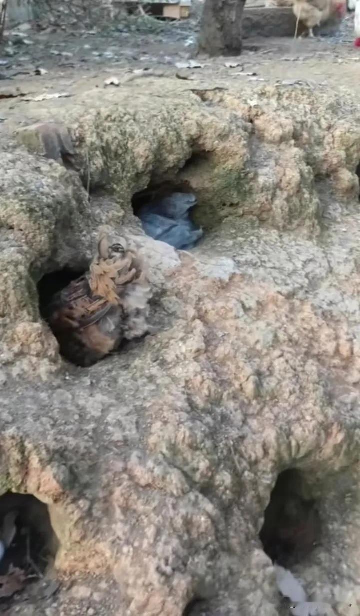 这样的鸡窝，下雨天会被淋吗？