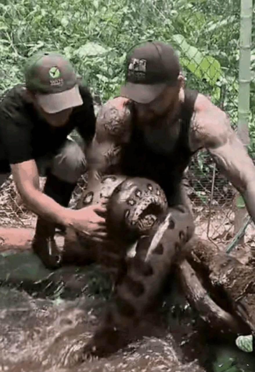 我的天啊，这蛇怕是有一百斤吧。
小哥也是太大胆了，单手掐住蛇的七寸，瞬间卷起的巨