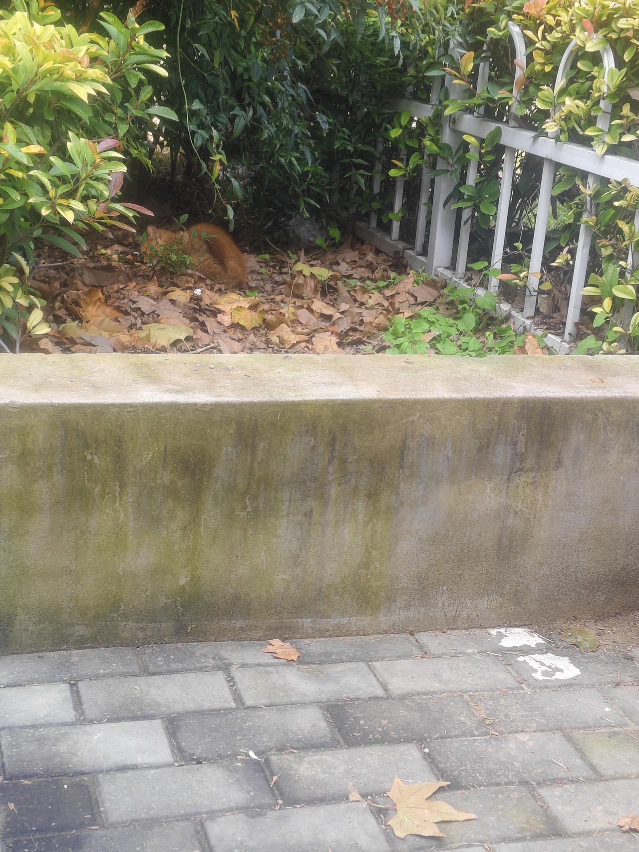 在小区角落的落叶堆里，藏着一只橘猫呢！它蜷在那儿，把自己埋在树叶和绿植中间，跟玩