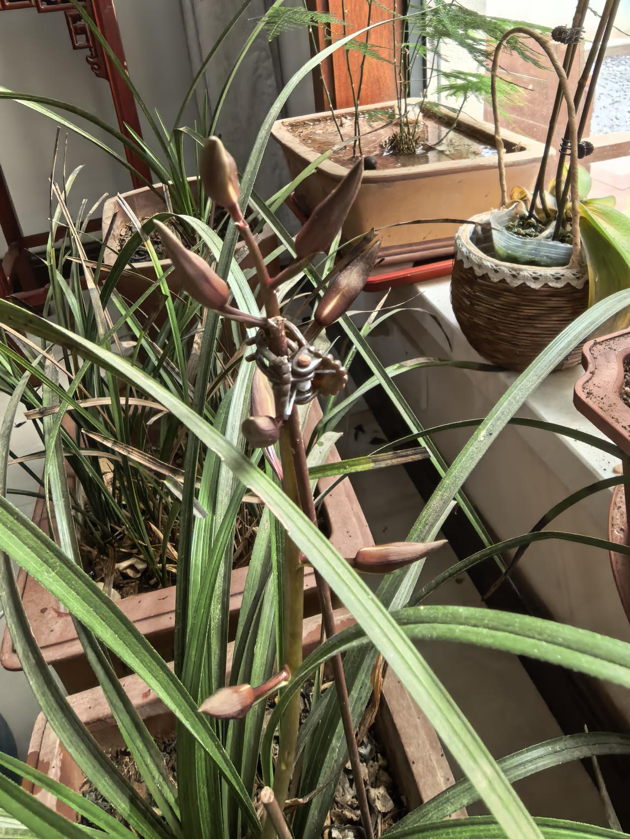 今年三盆兰花中只有一盆开花，共有一支花径八朵小兰花，开花后花朵很漂亮，很清香的味