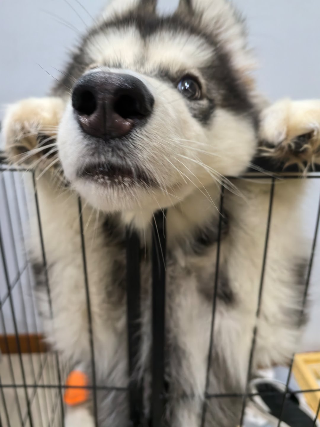 今天开了一个七斤榴莲。。。熟太多了，不是我爱吃的干包，我拿来喂它俩吃，吃的头如捣