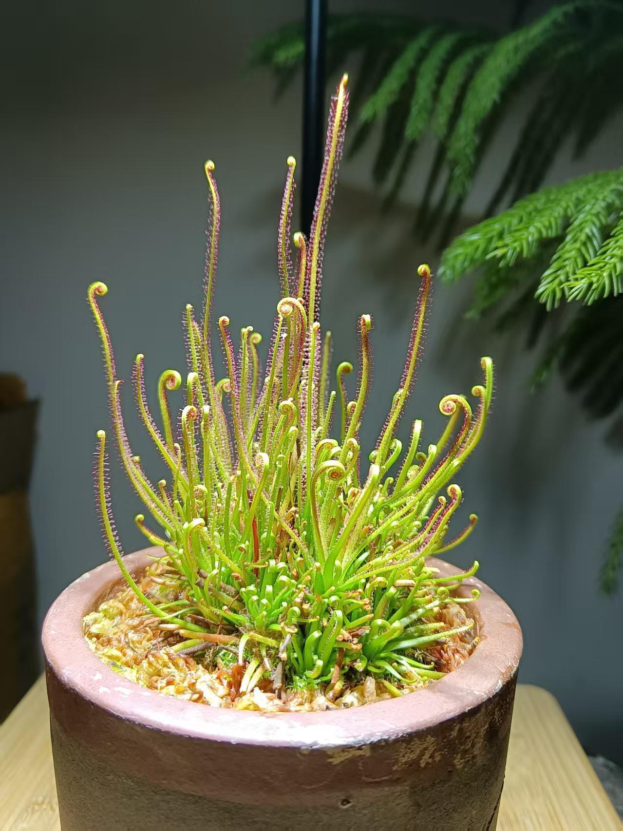 奇妙生物圈植物科普❗️什么你家没有虫子❓你养一盆茅膏菜试试❗️什么你家没有虫子❓