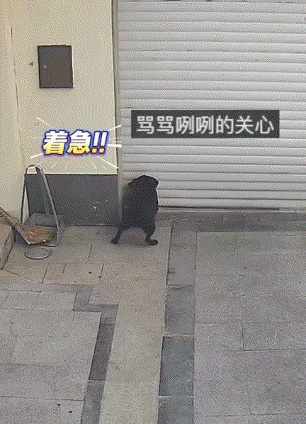 真是万物皆有情谊，一只小黄狗在车库升降门前玩耍，期间一辆车开出车库后，这升降门便