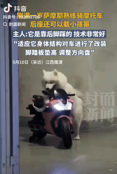 这是成精了？10日报道，江西鹰潭一男子发现家里养的狗，对玩具摩托很感兴趣，于是突