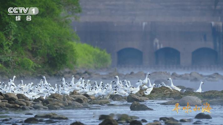 第一次知道老家特产有多牛原来福建连城白鸭这么出众，不光外形优雅配色简约，看着很舒