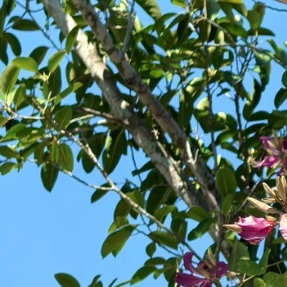 🍑🍑人生似一束鲜花，仔细观赏，才能看到它的美丽，人生似一杯清茶，细细品味，才