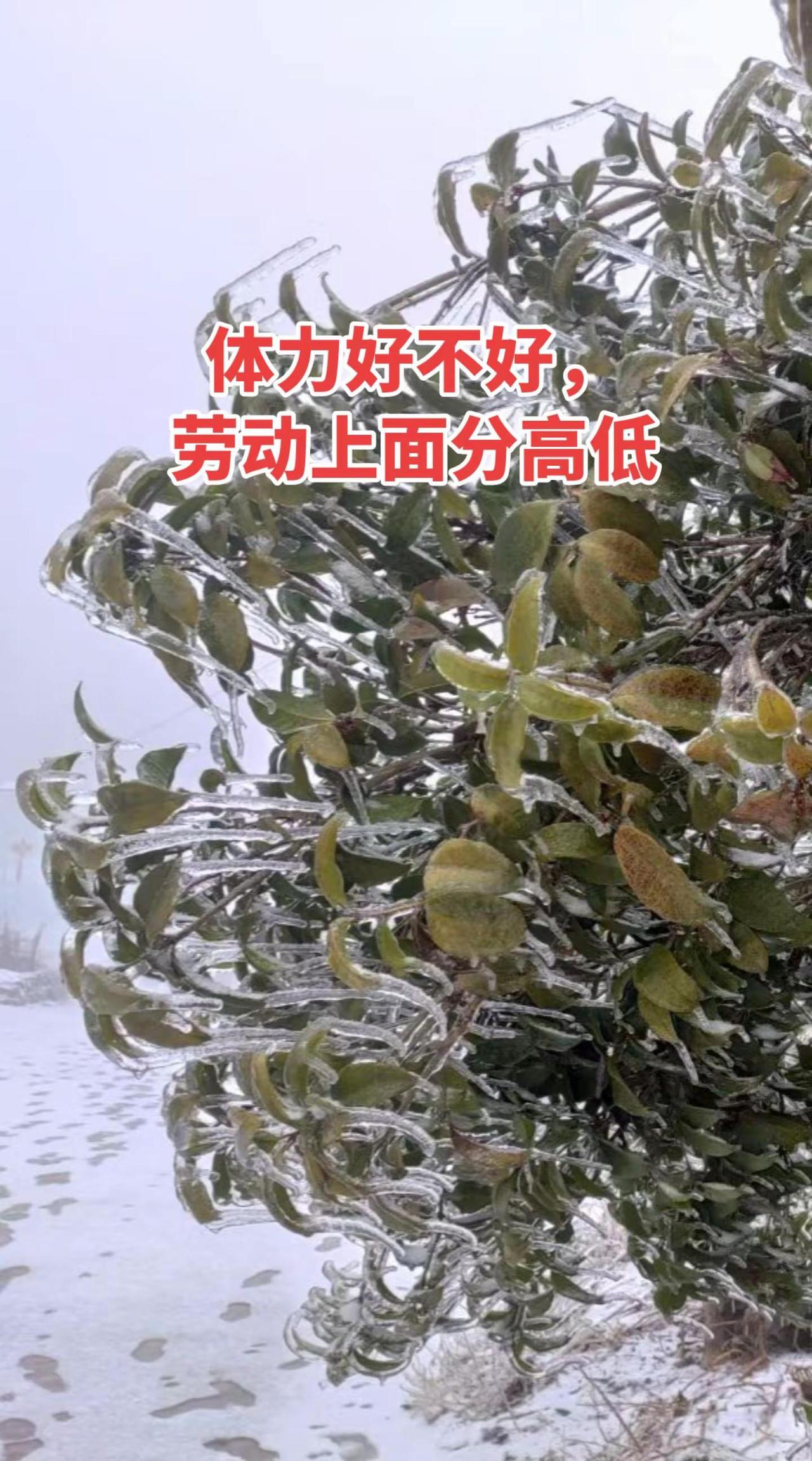 （军旅回忆20）会劳动也是战斗力。真实生活分享计划 谁能干谁会干，劳动竞赛比比看