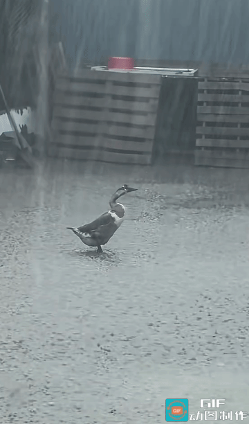 雨中孤鸭，像极了心事重重的我们
 
大雨滂沱，积水漫地，独独一只鸭子静静立在雨里