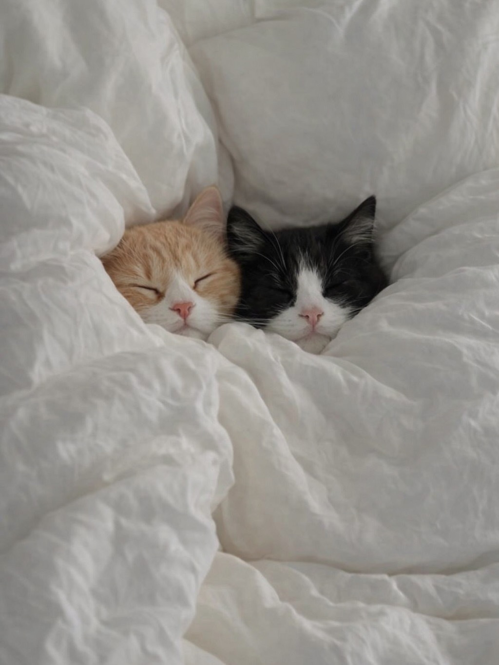 ₍˄•༝•˄₎◞✩︎ 