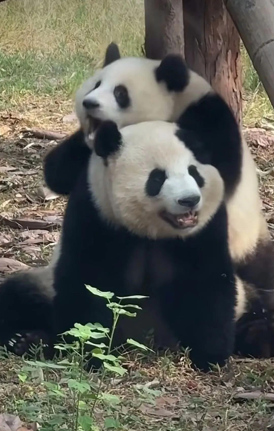 莽仔和莽小五，两个快乐活宝！ 妈妈是小五最好的玩伴儿，天天在一起玩得不亦乐乎！[