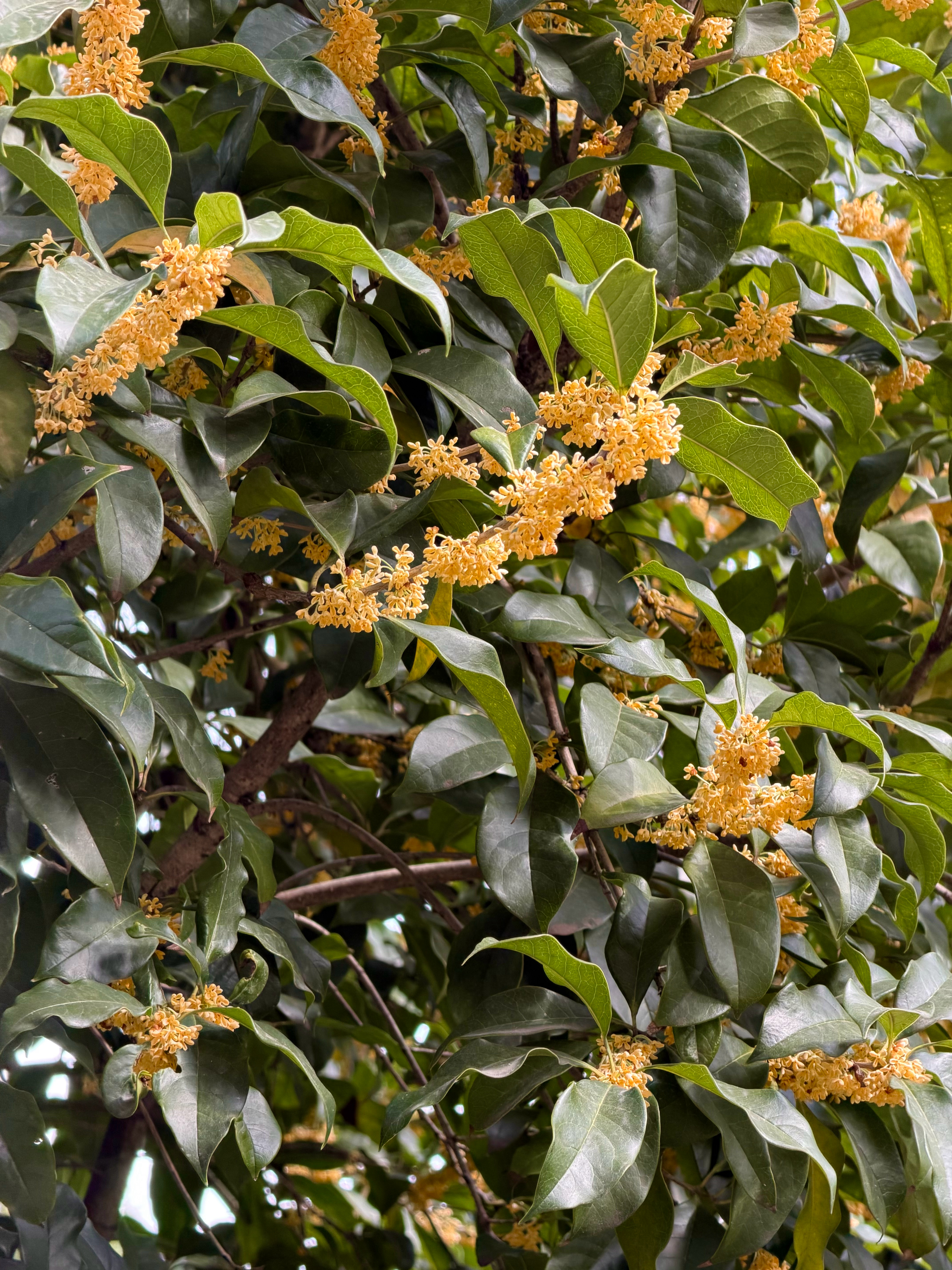 早[太阳] 推开门，桂花香扑了个满怀治愈瞬间秋天的味道 ​​​
