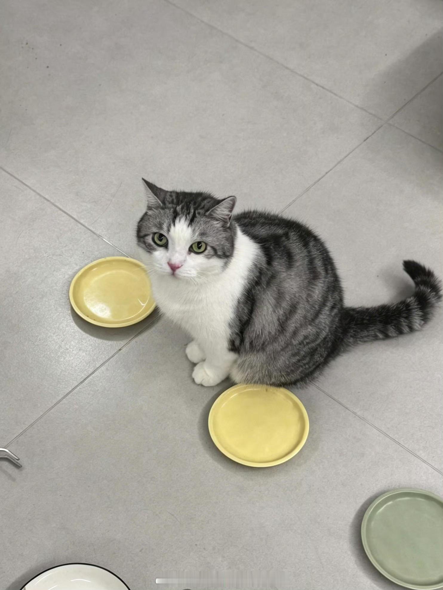 小猫国唯一的姐 这个角度下的小猫很萌的吧 