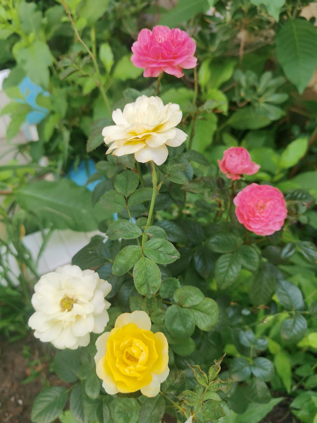 晒图笔记大赛我家小花园，秋天了，还有这样漂亮的月季花。