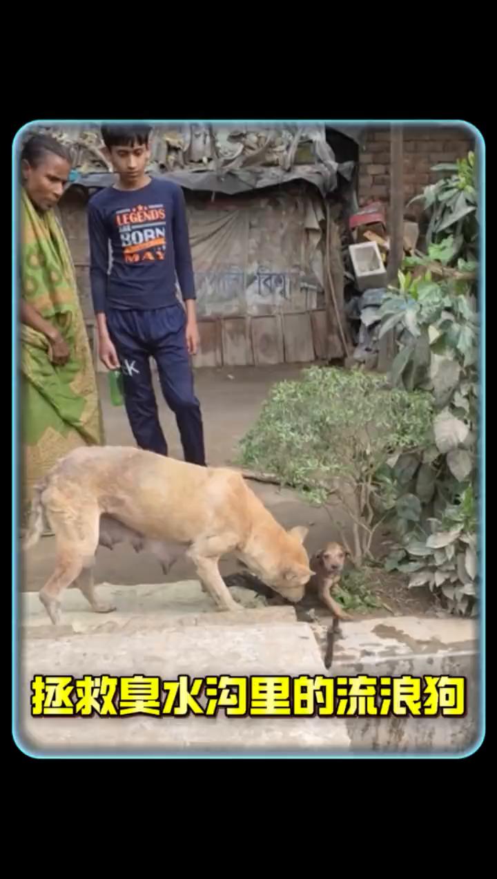 拯救臭水沟里的流浪狗。
一只流浪狗无助的看着眼前的臭水沟，原来它的孩子不幸掉入了
