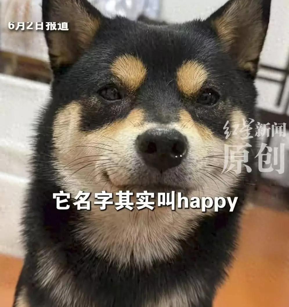 德阳柴犬被偷案有新进展，偷狗者被判多项罪名，真是大快人心！5月21日凌晨2点多，