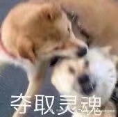 所以圆叽需要的是一个死不了的袁遗（？）享受对抗路兄弟之间你死我活针锋相对恨不得把