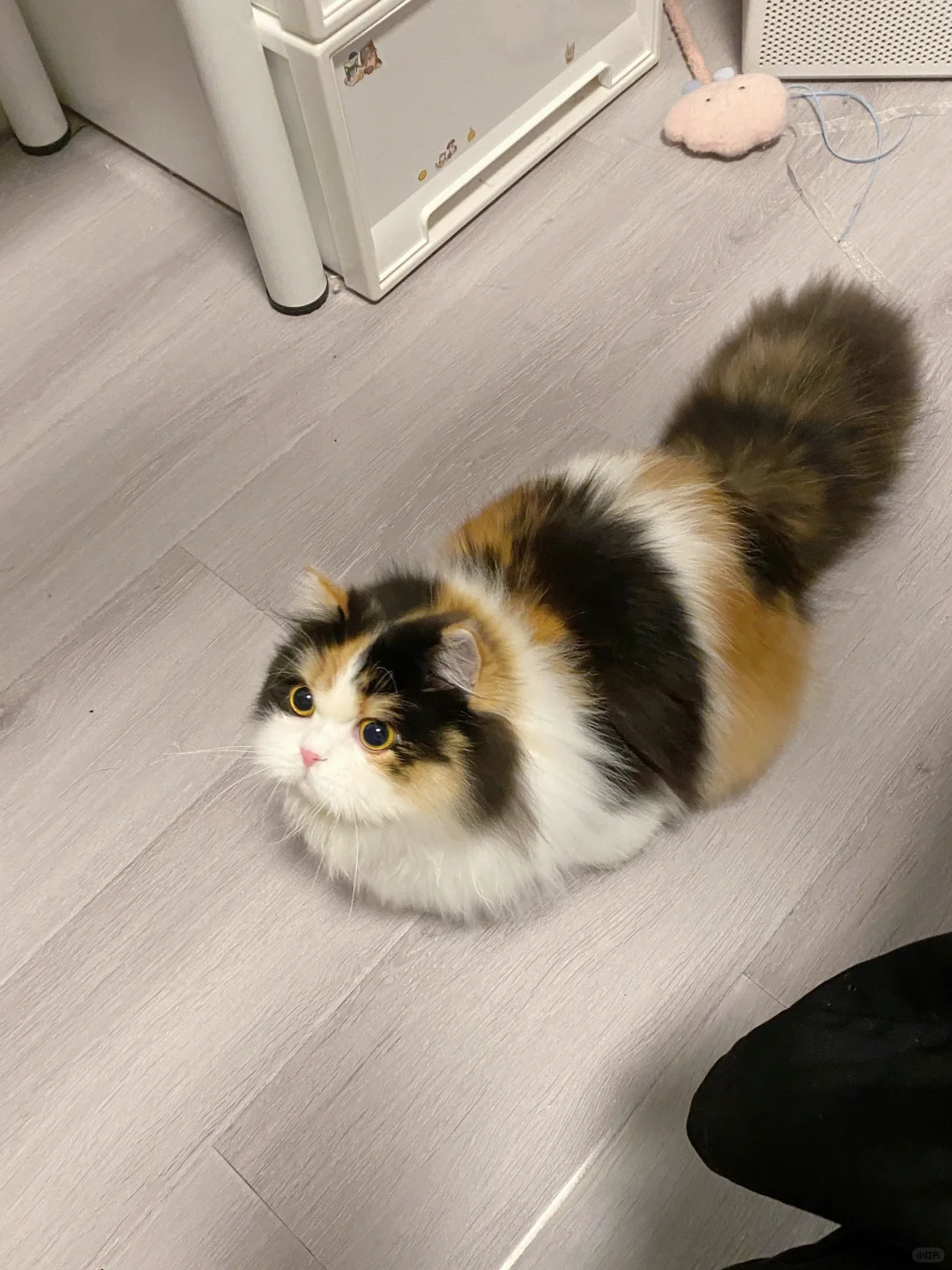 当我尝试找各种死亡角度拍我的猫……