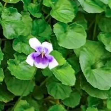 熊猫堇（国产本土，小众地被垂吊花）种植方法1.土壤：盆栽用疏松营养土，地栽普通园
