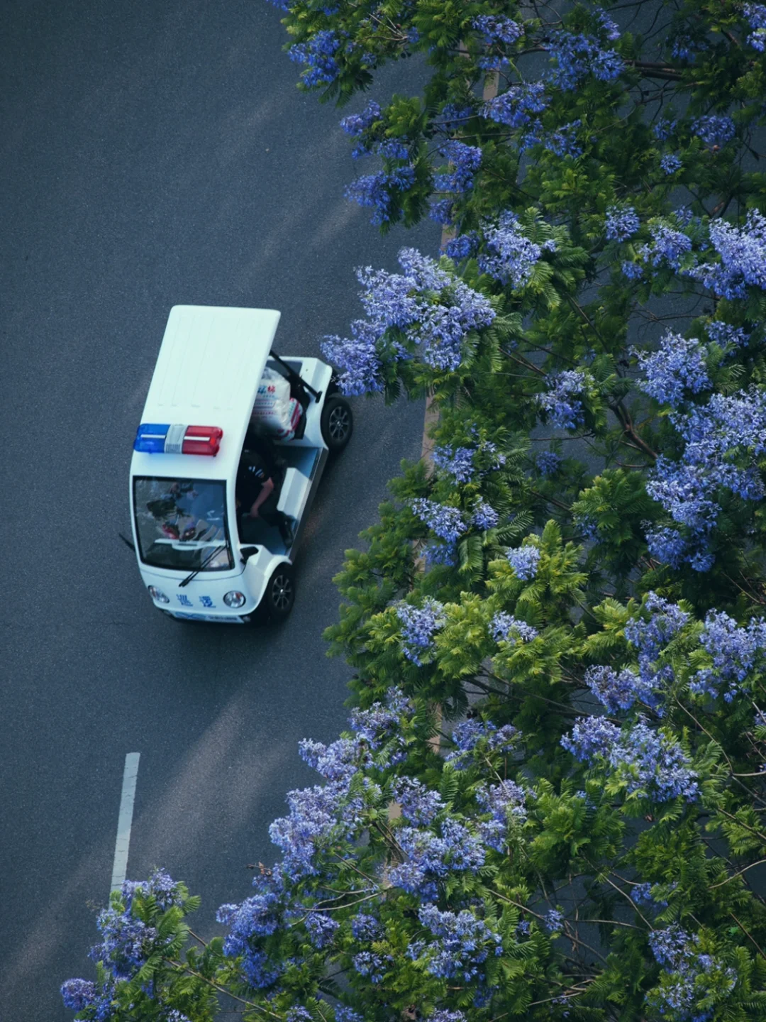蓝花树下 芸芸众生