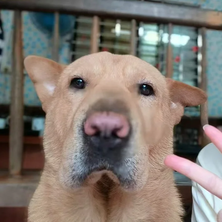 正经jpg.