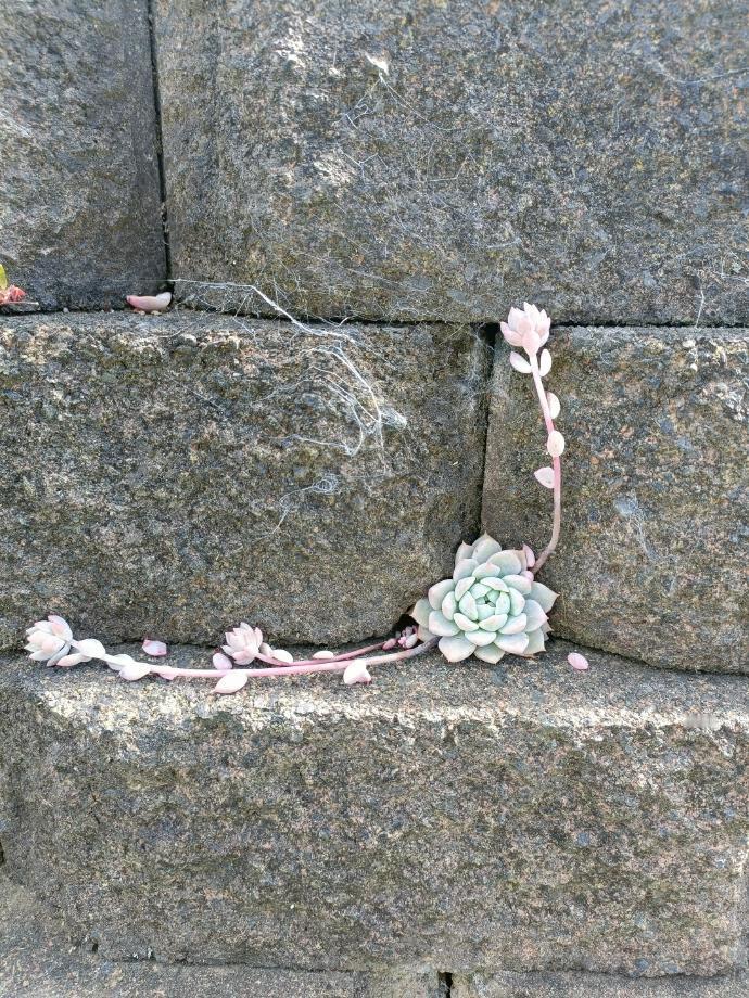 多肉除了在家在哪里都能长 ​​​