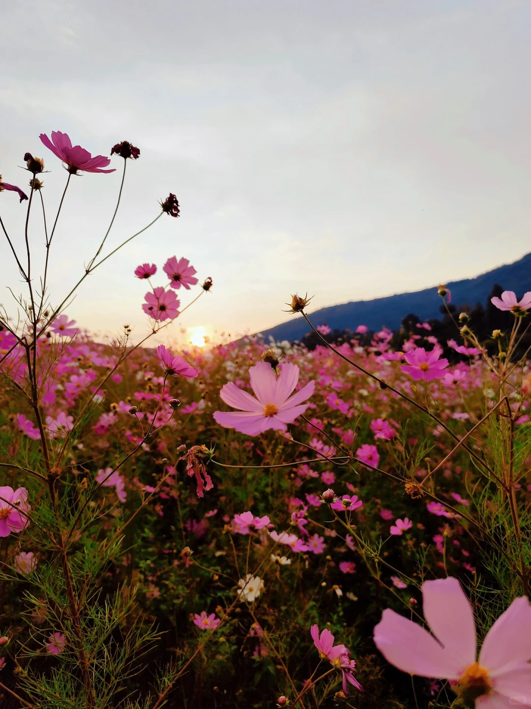 爬长虫山偶遇格桑花小山坡🌸惊喜…