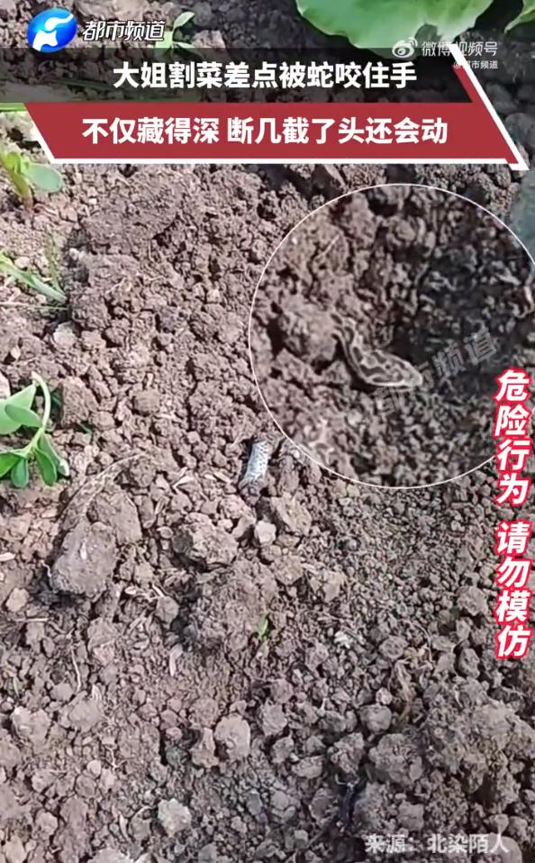 太恐怖了，安徽，一女子在自家菜地割菜，当她伸手拨开菜叶时，发现一条小蛇盘踞其中，