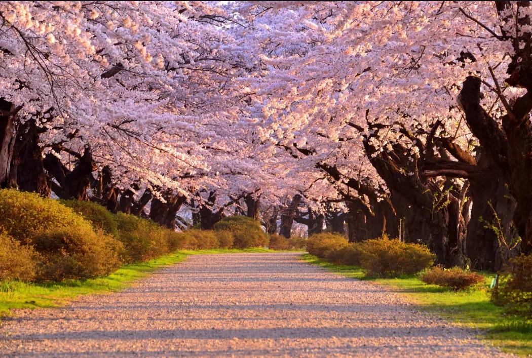 春日生活打卡记
春日，是打翻的调色盘，将世界染得五彩斑斓。今日，我奔赴这场春日之