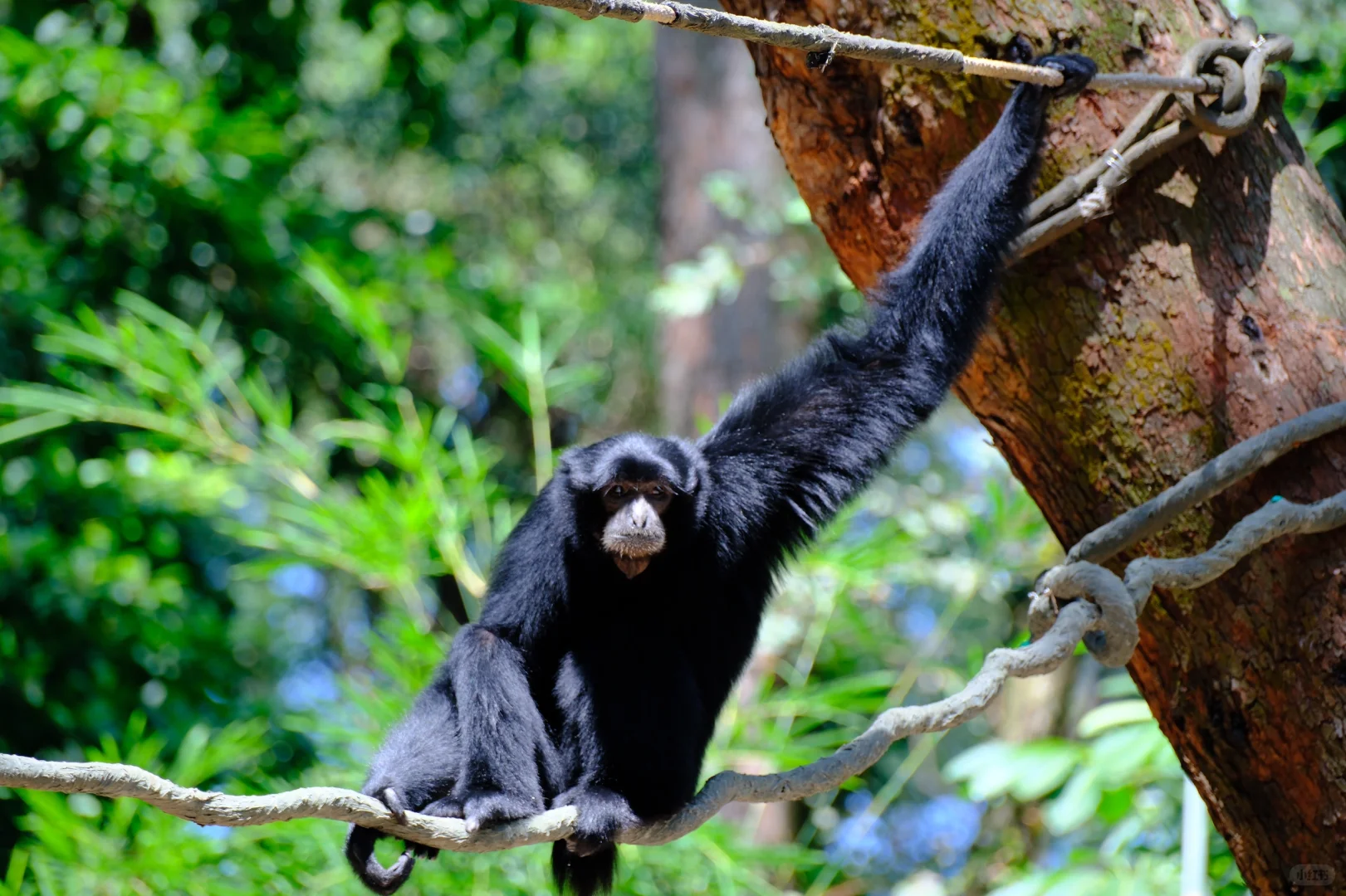 10月3日的长隆野生动物园