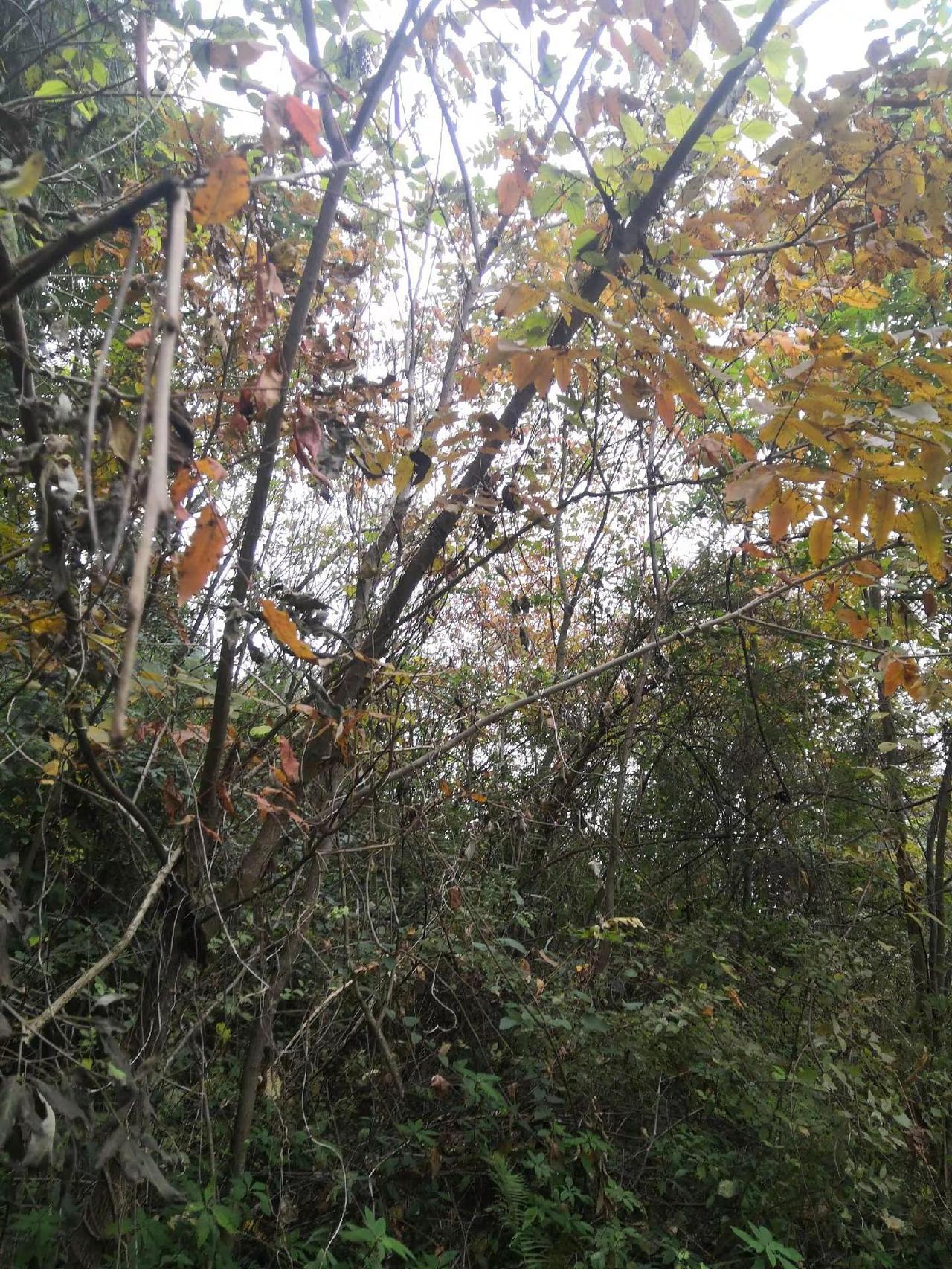 原始森林的天然氧吧 山上的风景 山里的风景 山上美景 竹林美景