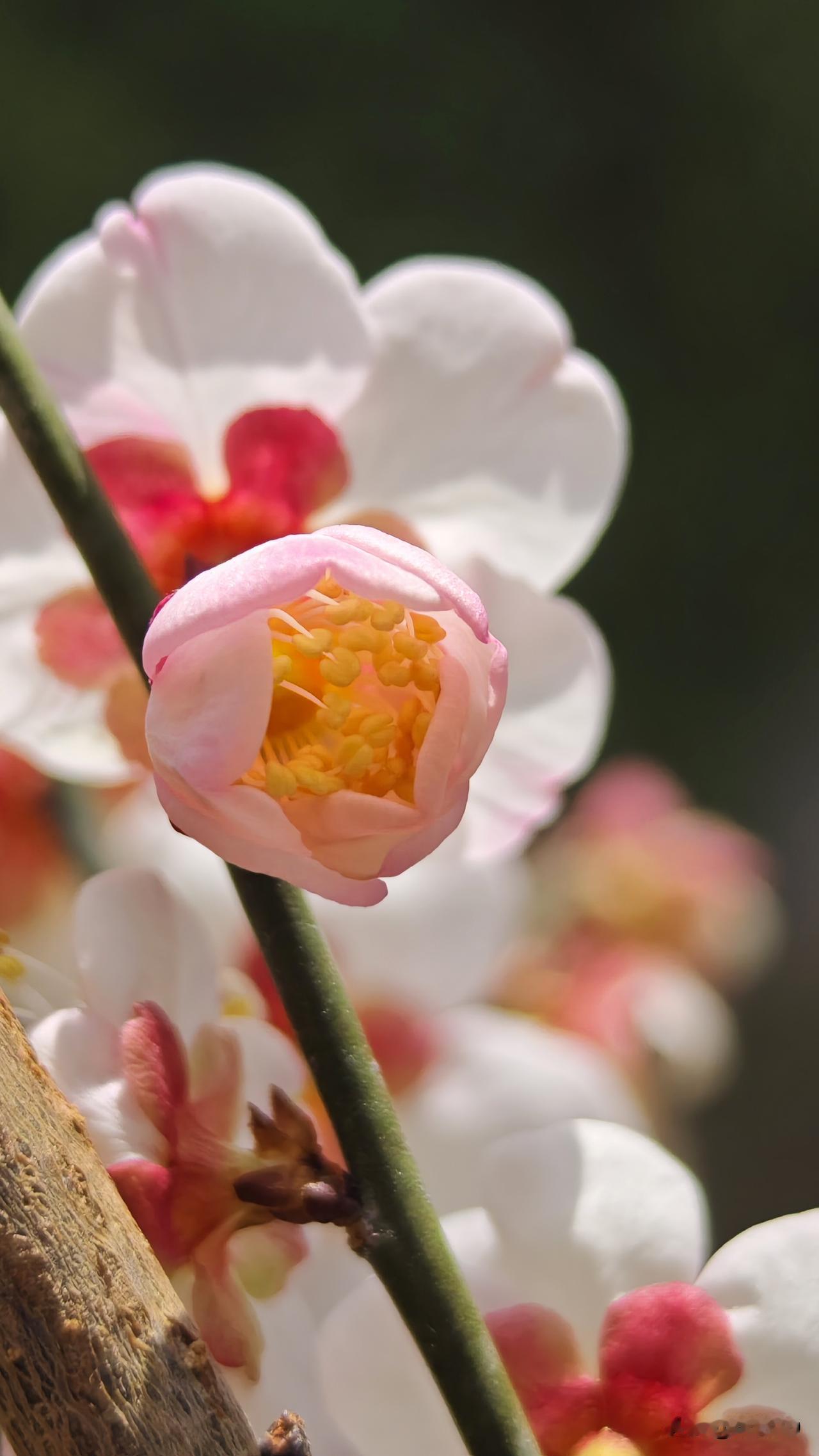 谢绝了邀约，放下过去三十多年的相关，以为会有纠结，其实蛮容易的，认清本心就好。