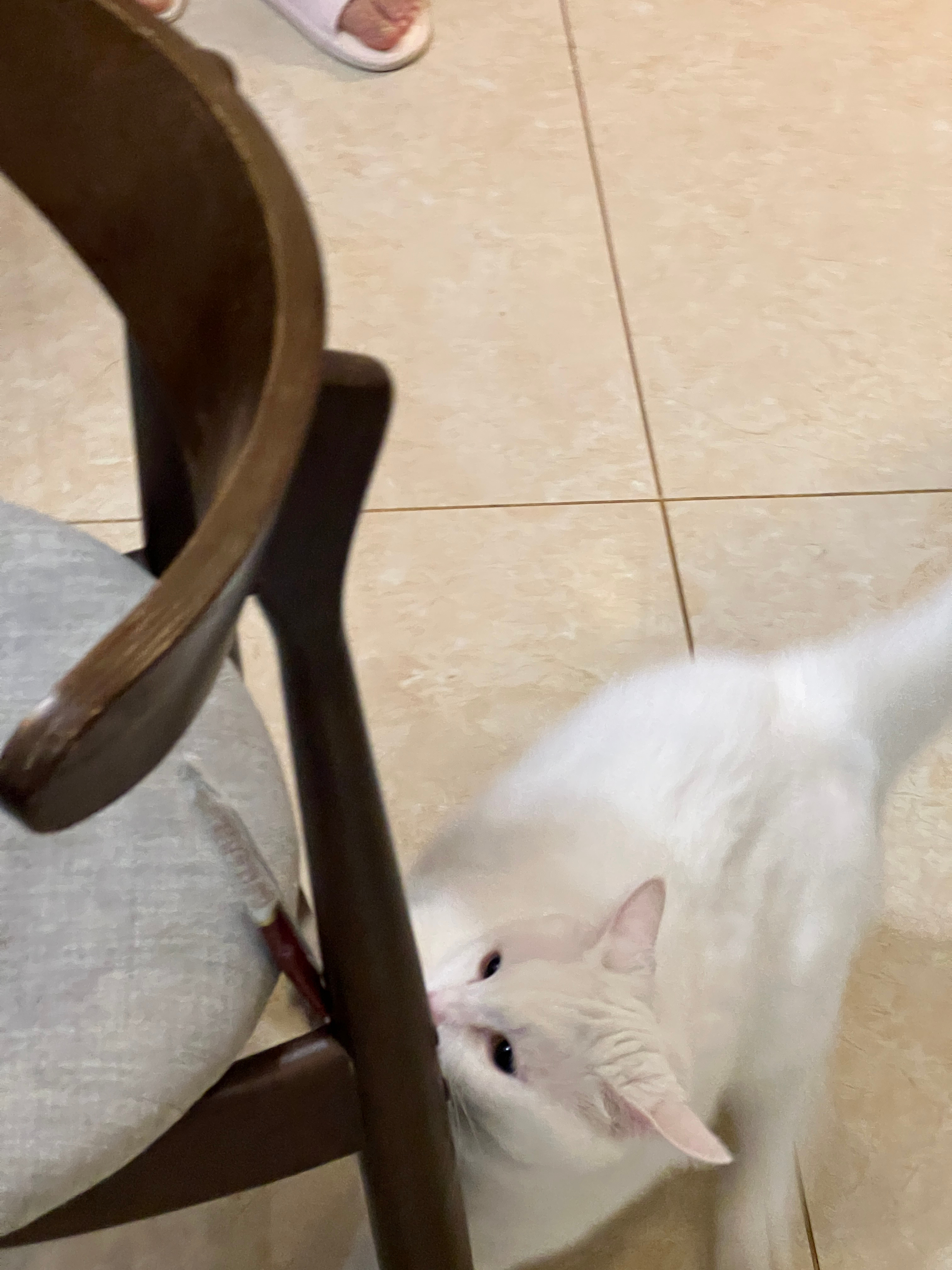 宠粉中 ​​​