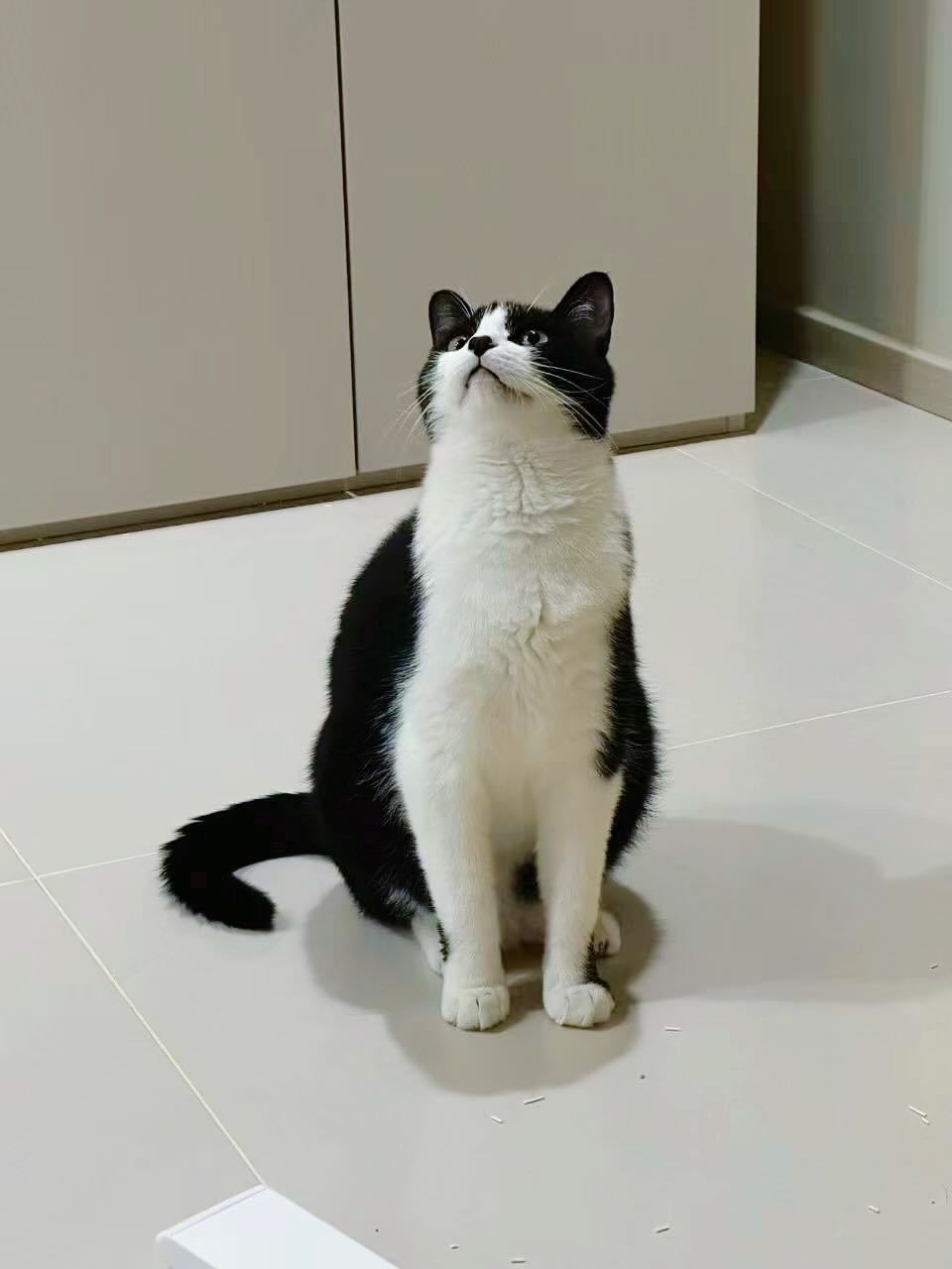 我带了些礼物给您，夹在脚趾缝里才带来，挺不容易的。daily奶牛猫 （投稿：）
