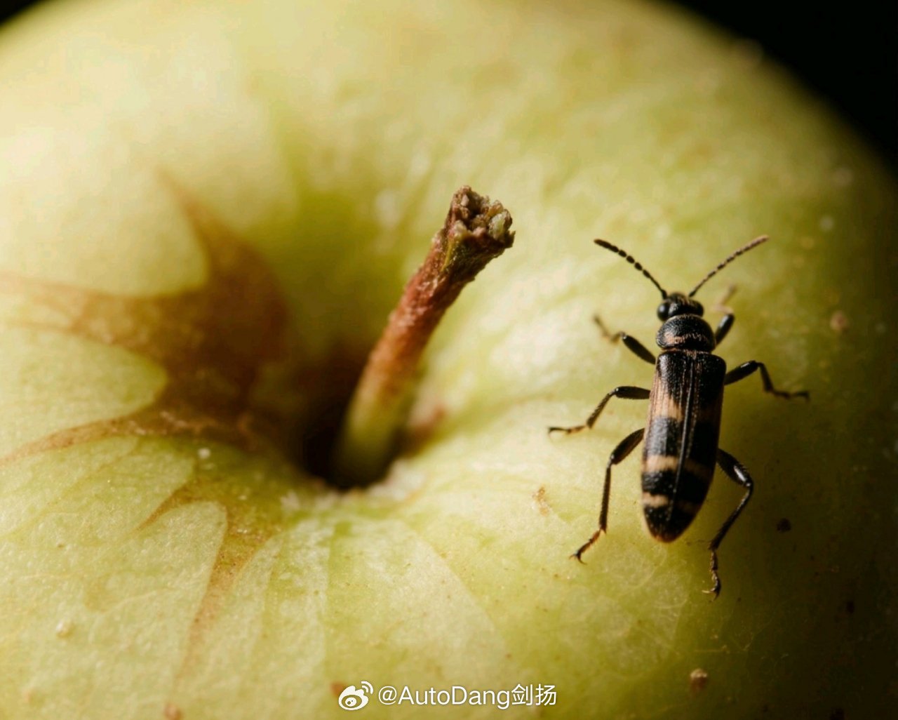 每天1个苹果身体有什么变化曾经每天一个苹果差不多一年的时间，那一年一次感冒都没有