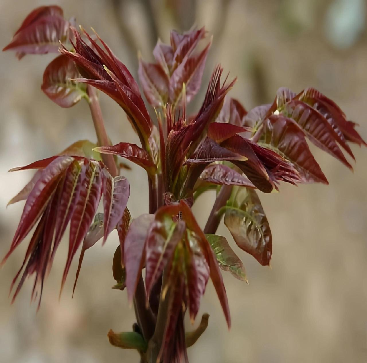 河南一村干部听战友说1斤香椿在上海能卖七八十元，这位村干部还真就信了，二话不说就