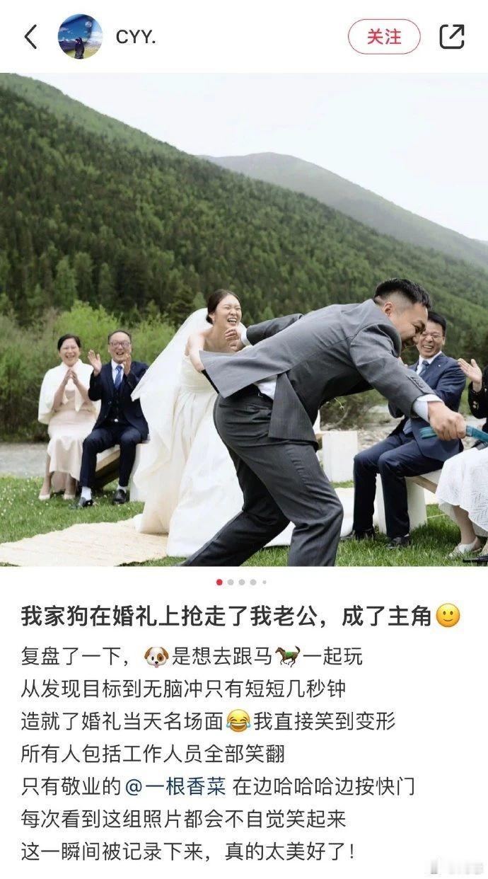 狗在婚礼上抢走了我老公。。。 