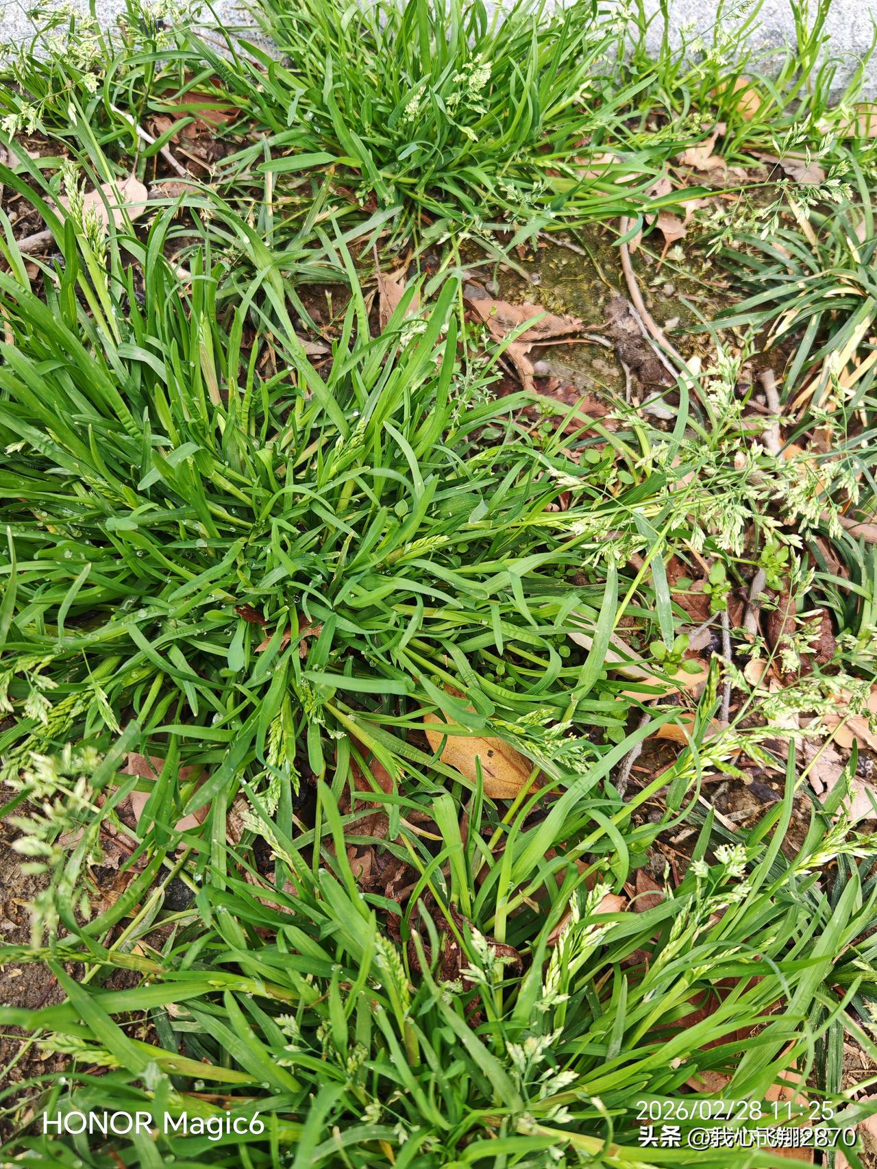 小草刚吐翠，白花就绽放了，星星点点地洒在绒绒的绿毯上。那花瓣薄得透光，像是用最细