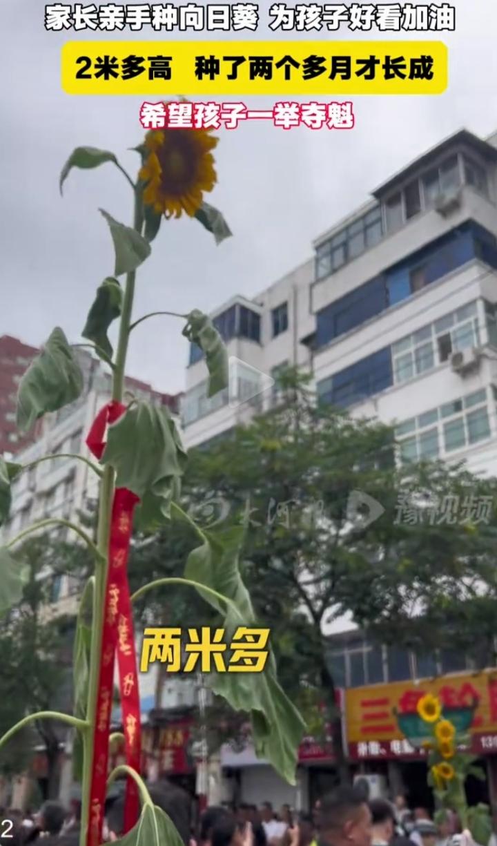 6月7日洛阳高考考点外，一位家长为给孩子加油鼓劲，拿着足足两米多高的向日葵，格外