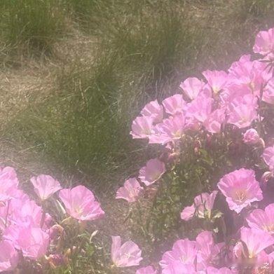 月见草，光听名字就很美，不要太梦幻了。 