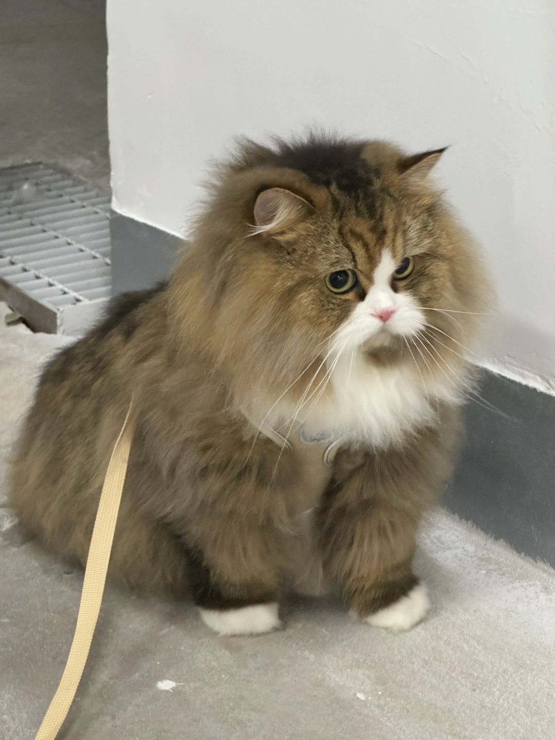 出门老被问是不是松狮犬