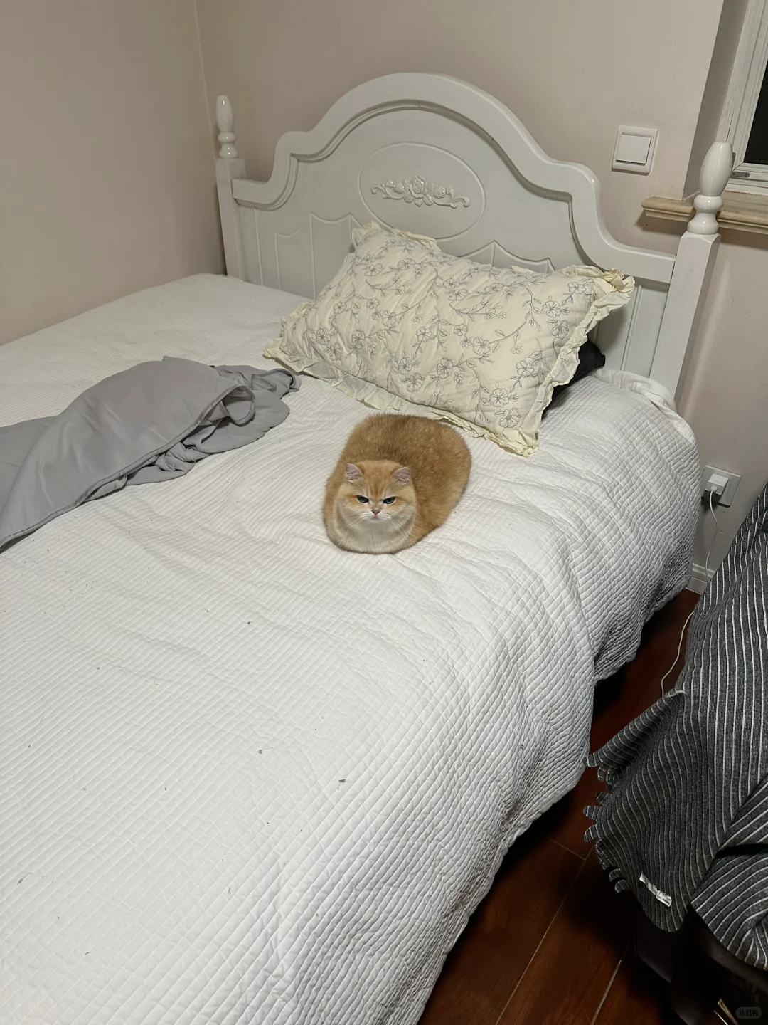 一辆小猫失去了jiojio
