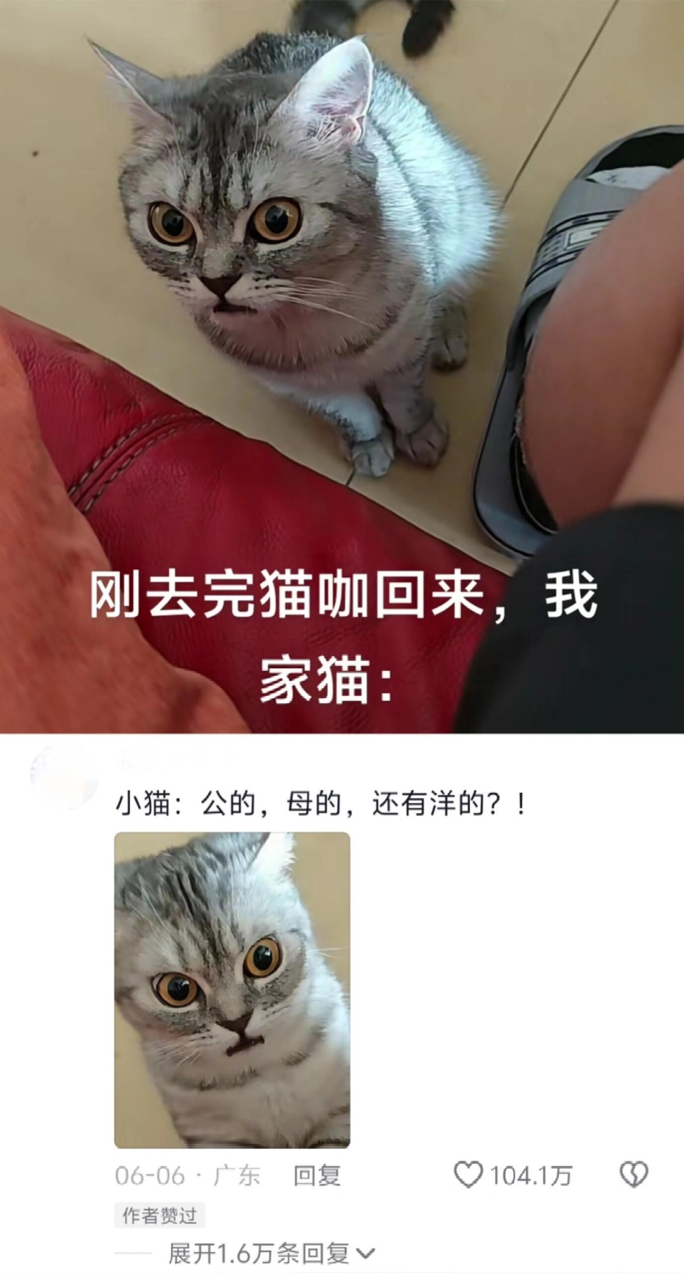当去完猫咖回来  猫:你没有一点人味了😱 ​​​