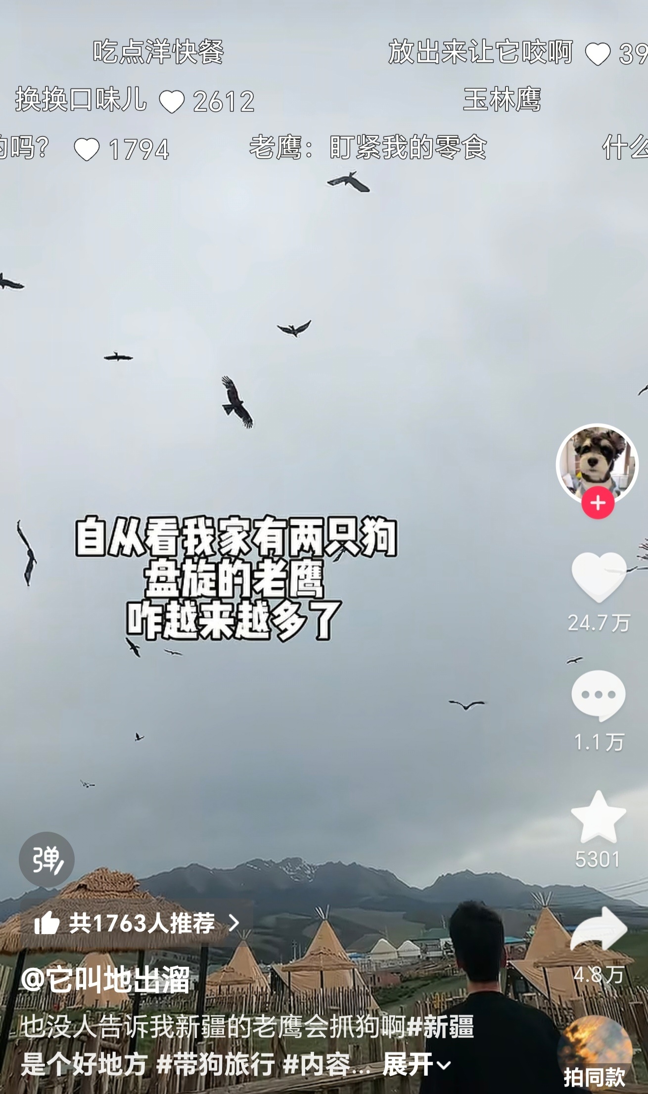 新疆的老鹰竟然会抓小狗吗。。