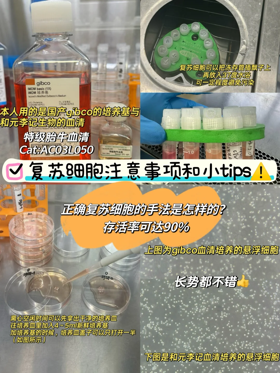 ⚠️复苏细胞小技巧分享（保证成活率，拿捏住