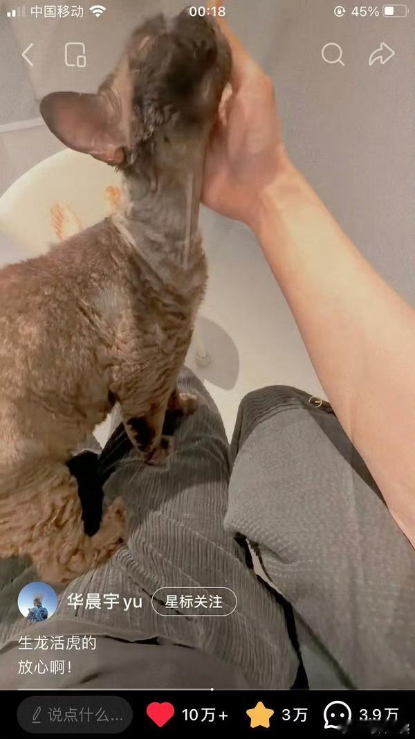 华晨宇喂猫吃巧克力蛋糕刷到华晨宇那个热搜真的无语了，二月份猫舔了口蛋糕的事，现在